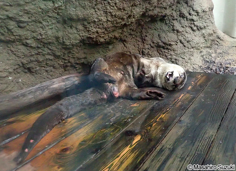 ツメナシカワウソ Aonyx capensis