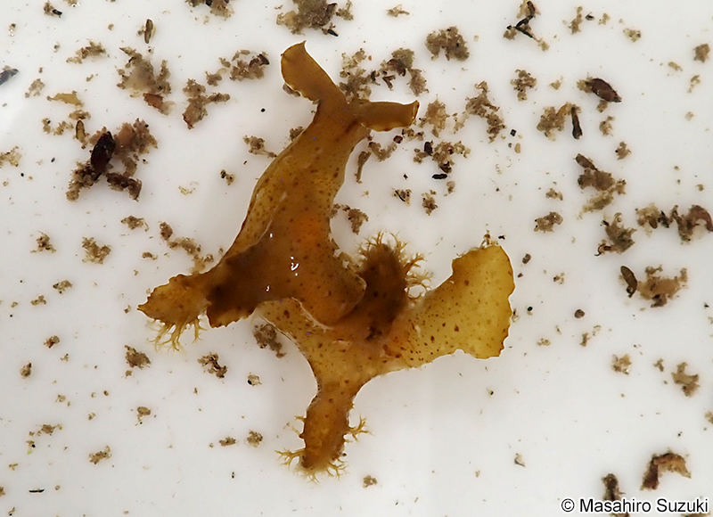 ツメウミウシ近似種 Notobryon aff. clavigerum