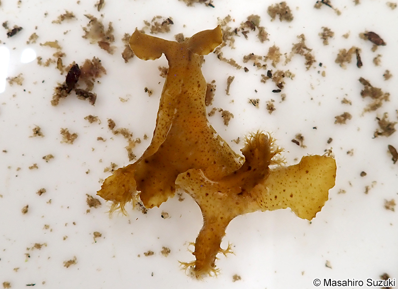 ツメウミウシ近似種 Notobryon aff. clavigerum