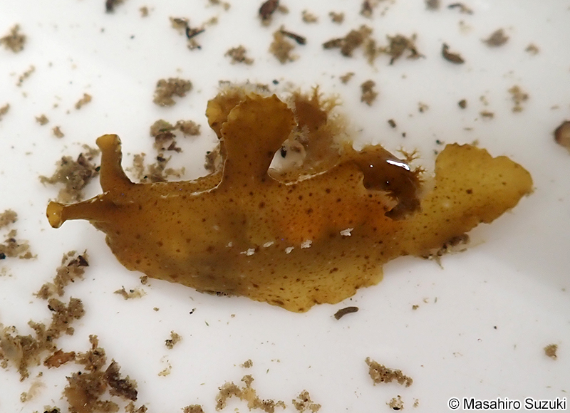 ツメウミウシ近似種 Notobryon aff. clavigerum