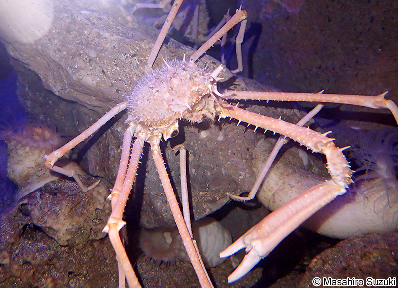 ツノハリセンボン Pleistacantha oryx
