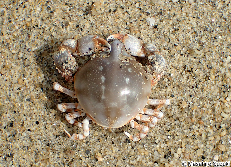 ツノナガコブシ Leucosia anatum