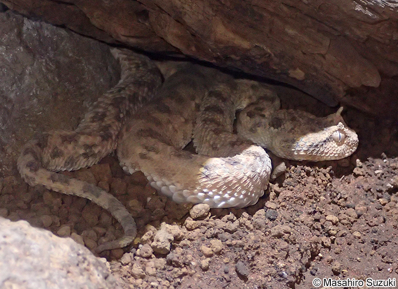 ツノスナクサリヘビ Cerastes cerastes