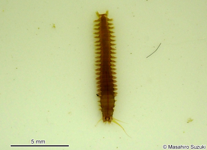 ツルヒゲゴカイ Platynereis bicanaliculata