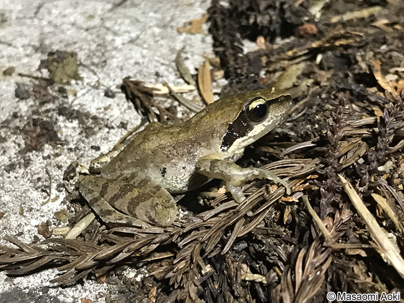 ツシマアカガエル Rana tsushimensis