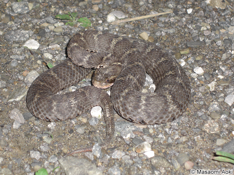 ツシママムシ Gloydius tsushimaensis