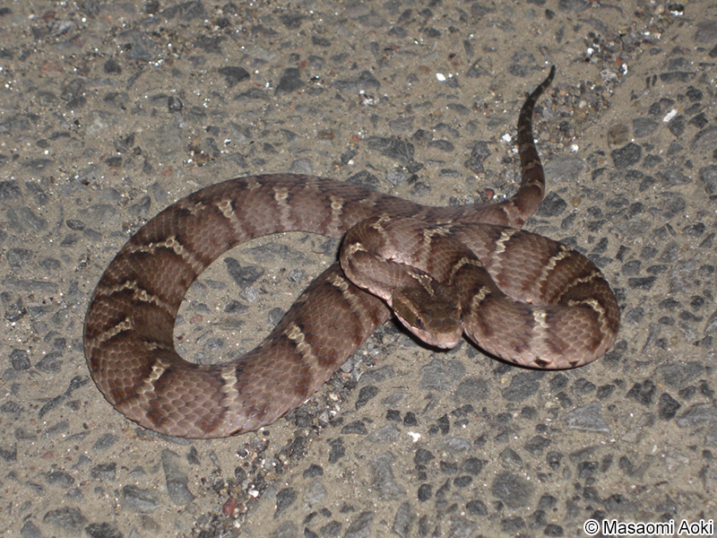 ツシママムシ Gloydius tsushimaensis