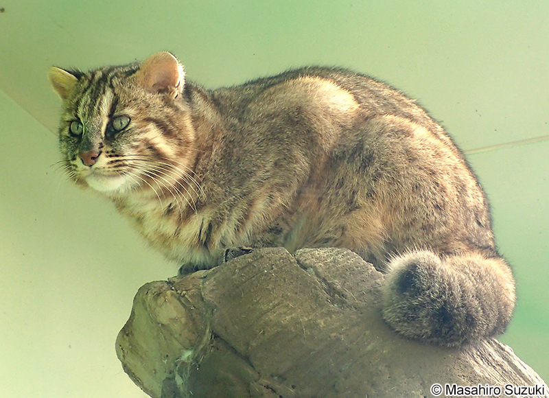 ツシマヤマネコ Prionailurus bengalensis euptilurus