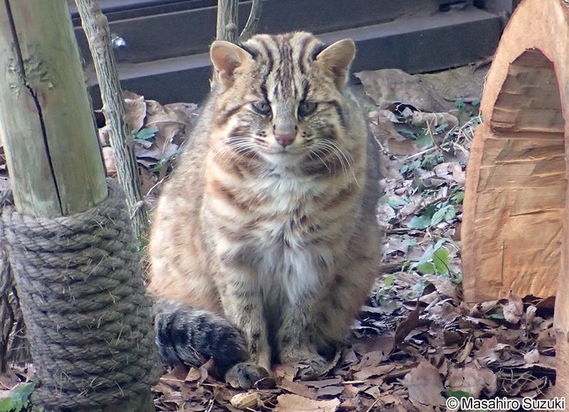 ツシマヤマネコ Prionailurus bengalensis euptilurus