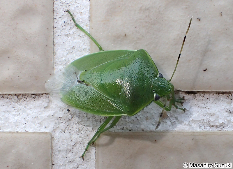 ツヤアオカメムシ Glaucias subpunctatus