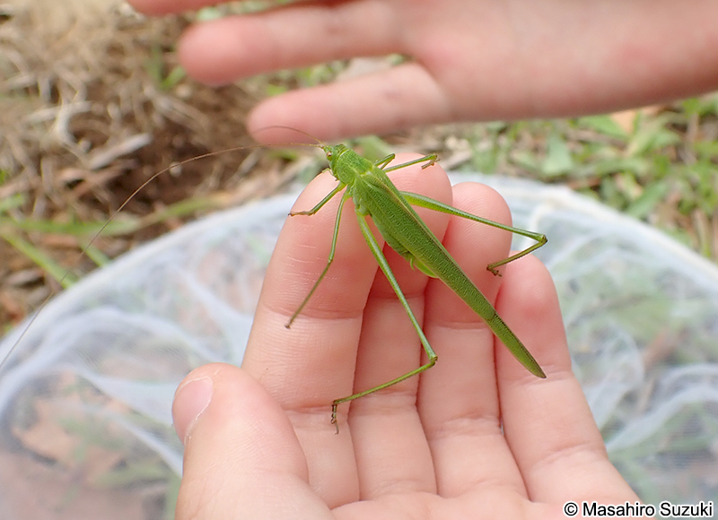 ツユムシ Phaneroptera falcata