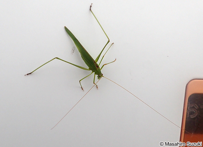 ツユムシ Phaneroptera falcata