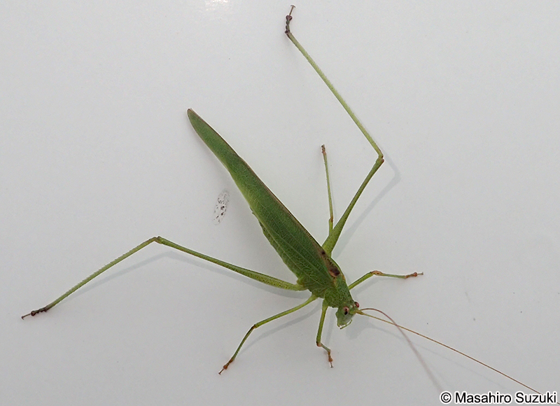ツユムシ Phaneroptera falcata