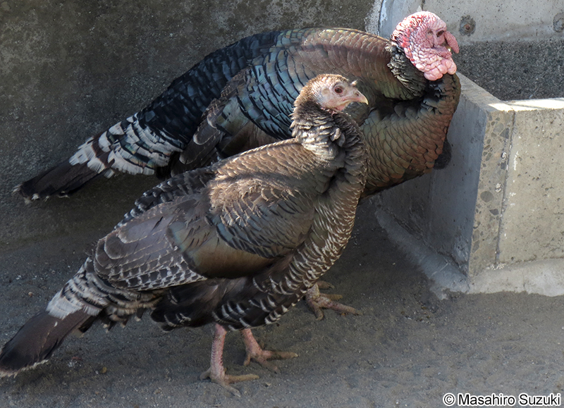 シチメンチョウ Meleagris gallopavo
