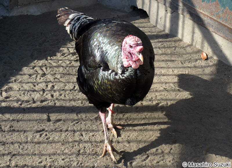シチメンチョウ Meleagris gallopavo