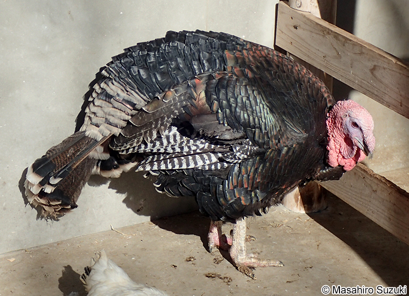 シチメンチョウ Meleagris gallopavo