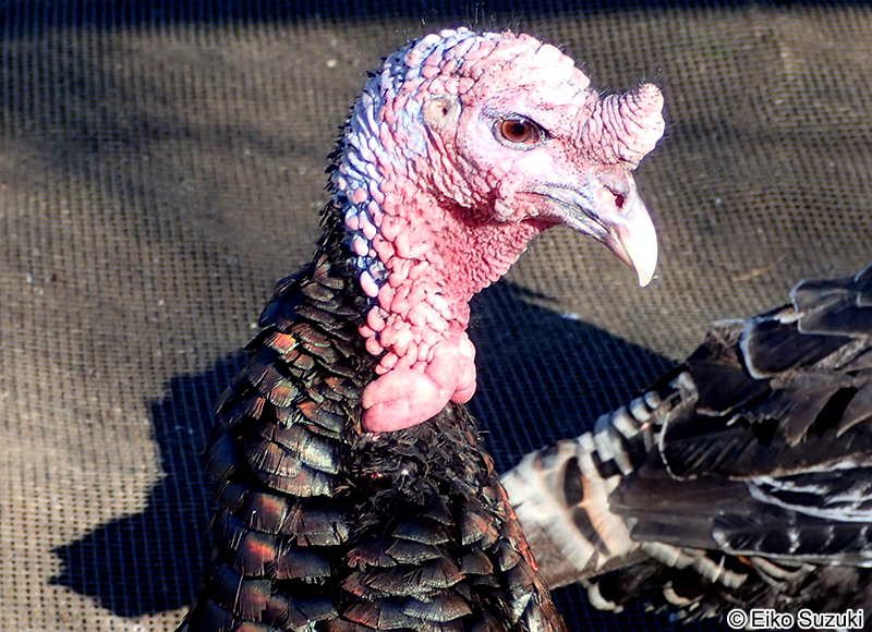 シチメンチョウ Meleagris gallopavo