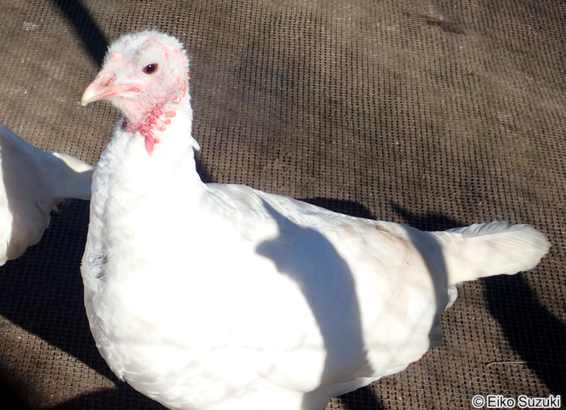 シチメンチョウ Meleagris gallopavo