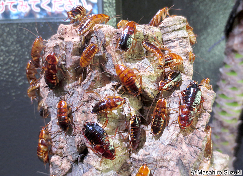 トルキスタンローチ Blatta lateralis