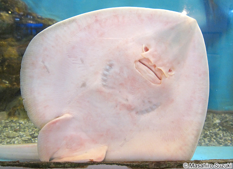 ウチワザメ Platyrhina tangi