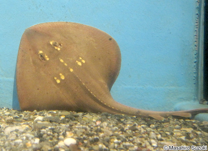 ウチワザメ Platyrhina tangi