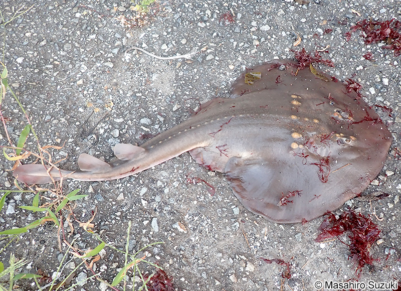 ウチワザメ Platyrhina tangi