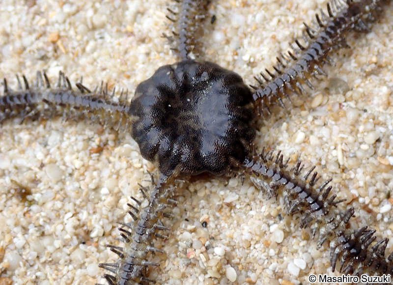 ウデフリクモヒトデ Ophiocoma scolopendrina (?)