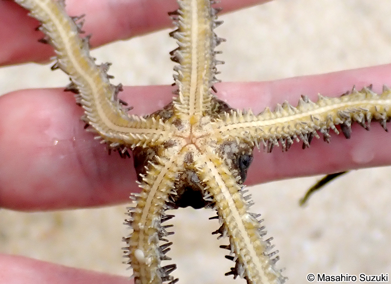 ウデフリクモヒトデ Ophiocoma scolopendrina (?)