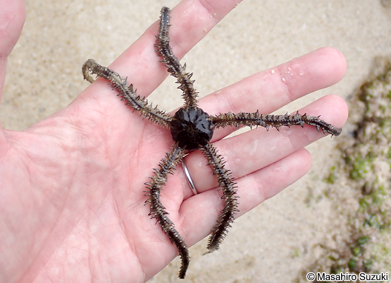 ウデフリクモヒトデ Ophiocoma scolopendrina (?)