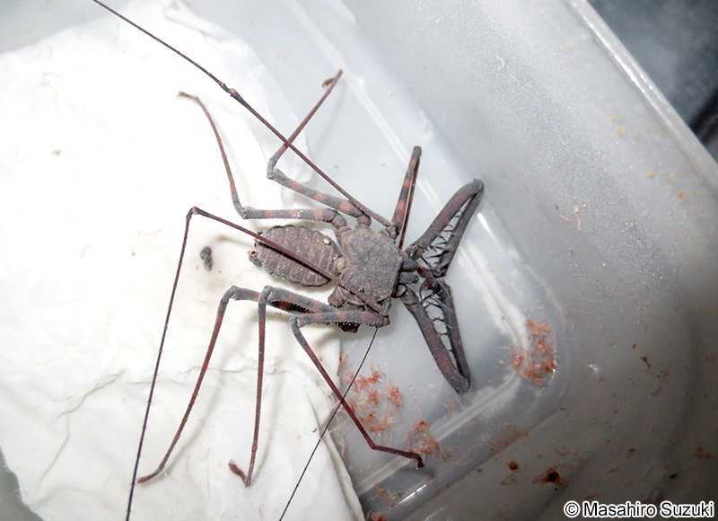 ウデムシ Amblypygi