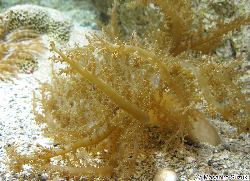 ウデナガウンバチ Megalactis hemprichii