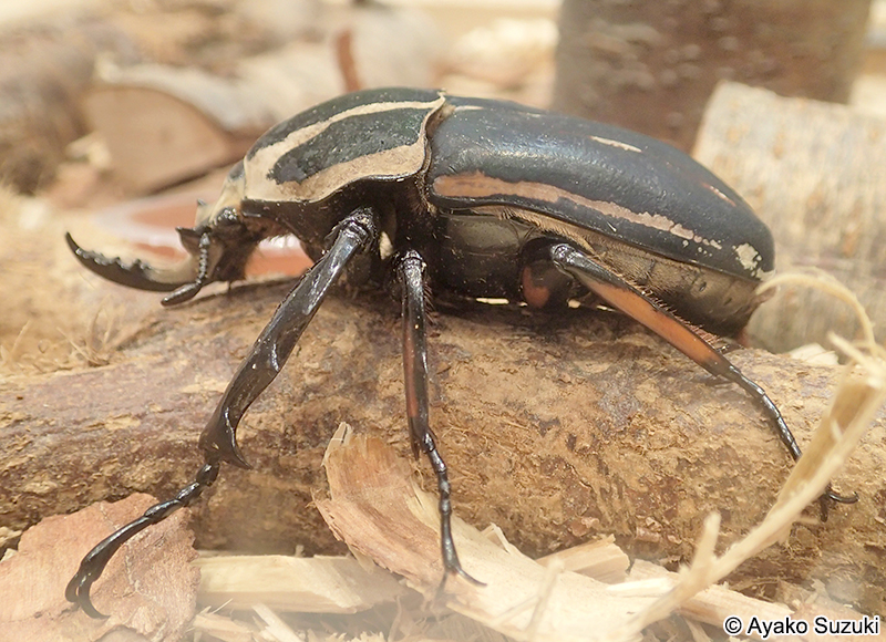 ウガンデンシスオオツノハナムグリ Mecynorhina ugandensis