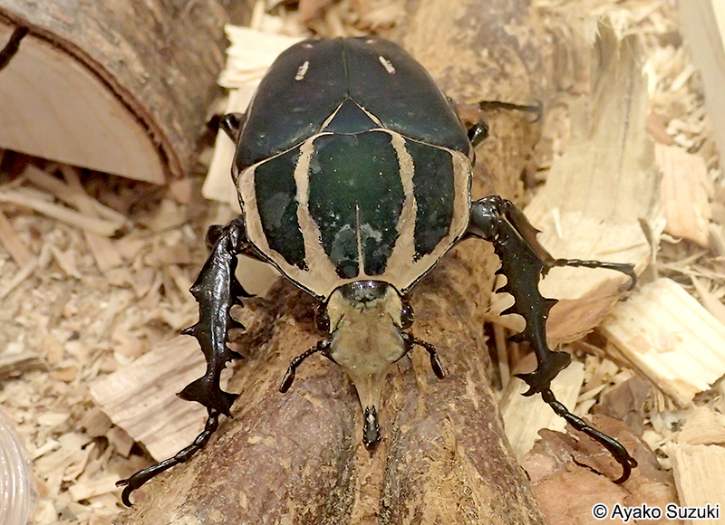 ウガンデンシスオオツノハナムグリ Mecynorhina ugandensis