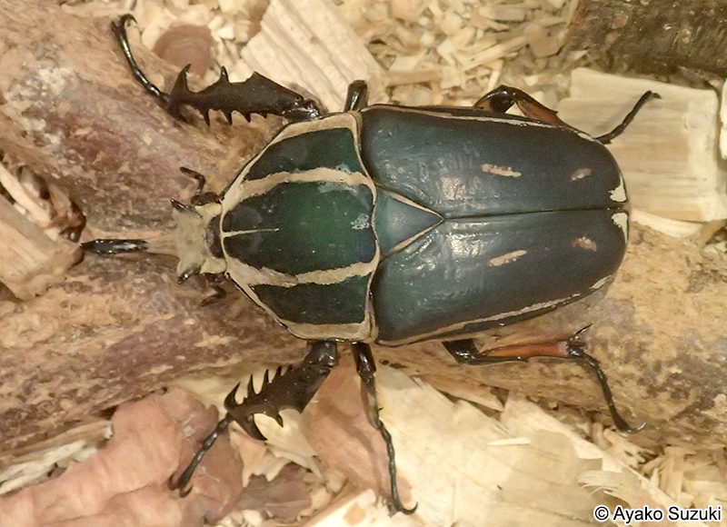 ウガンデンシスオオツノハナムグリ Mecynorhina ugandensis