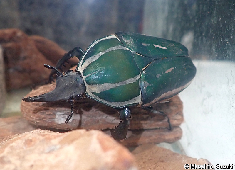 ウガンデンシスオオツノハナムグリ Mecynorhina ugandensis