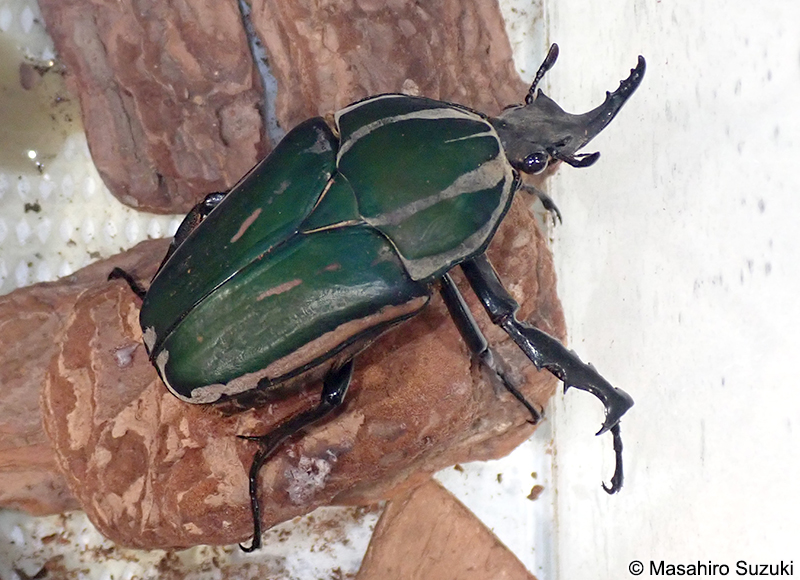 ウガンデンシスオオツノハナムグリ Mecynorhina ugandensis