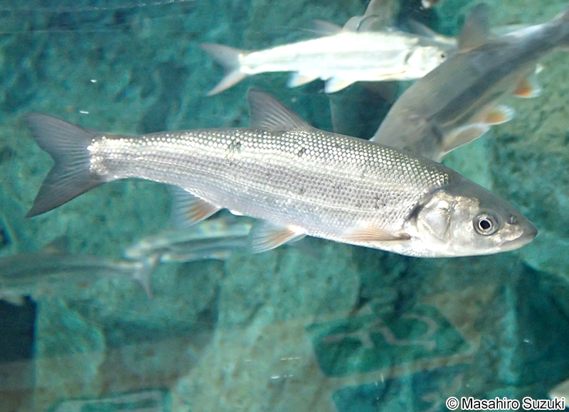 ウグイ Tribolodon hakonensis