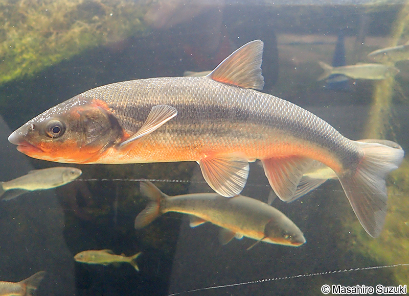 ウグイ Tribolodon hakonensis