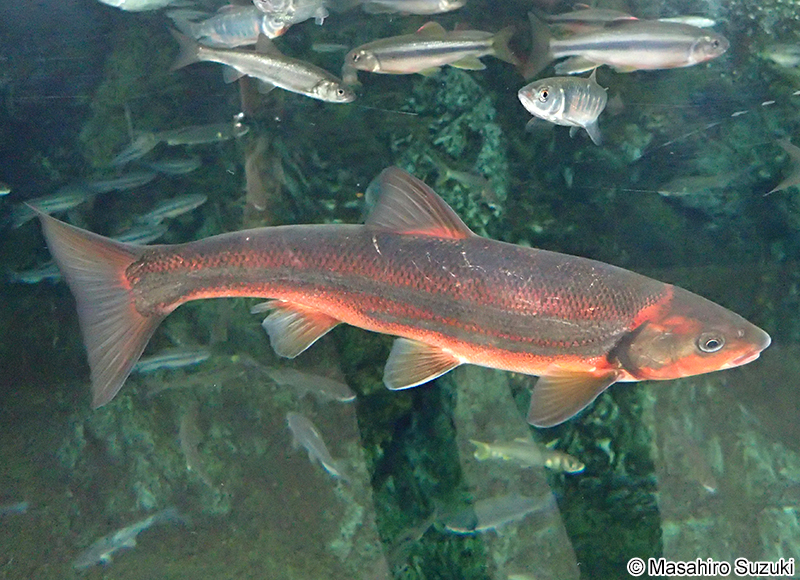 ウグイ Tribolodon hakonensis