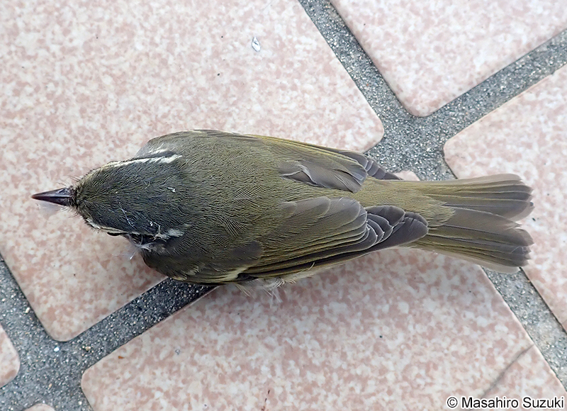 ムシクイ属の1種 Phylloscopus sp.