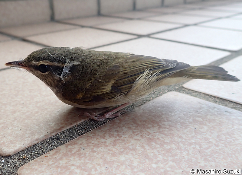 ムシクイ属の1種 Phylloscopus sp.