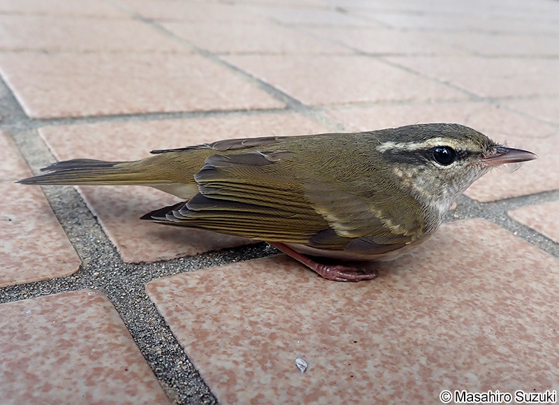 ムシクイ属の1種 Phylloscopus sp.