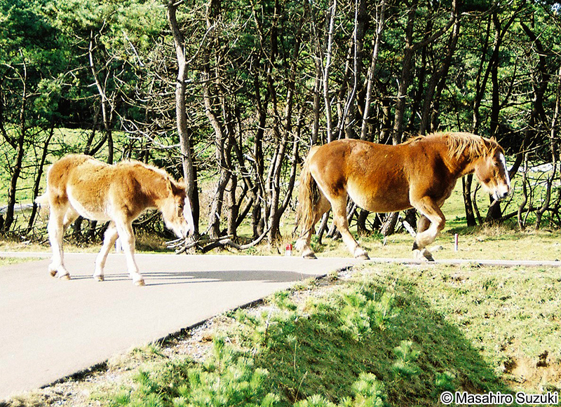 寒立馬（カンダチメ）