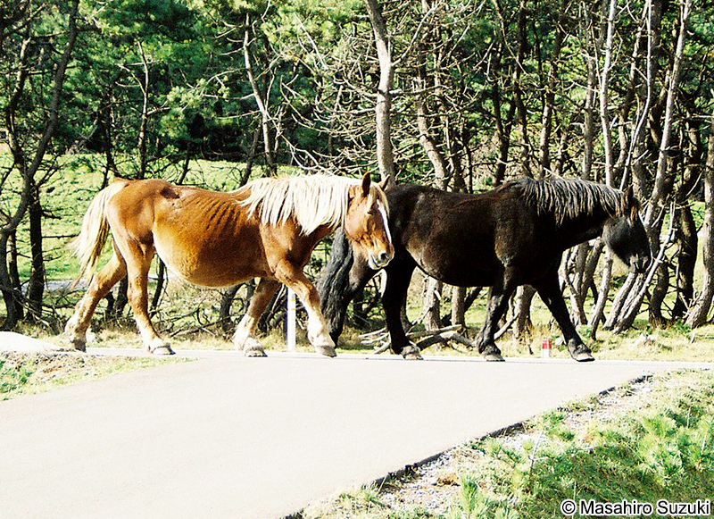 寒立馬（カンダチメ）