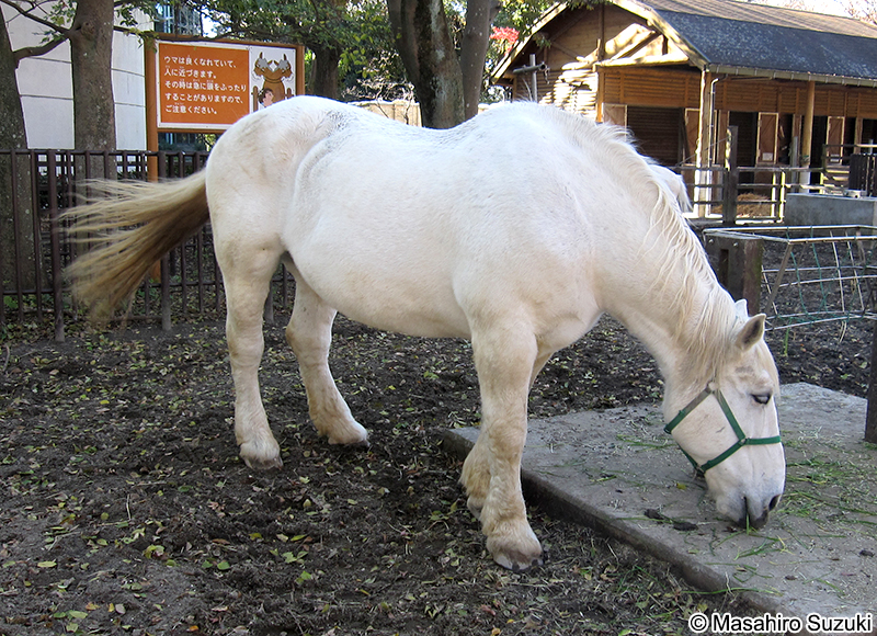 ウマ Equus ferus caballus