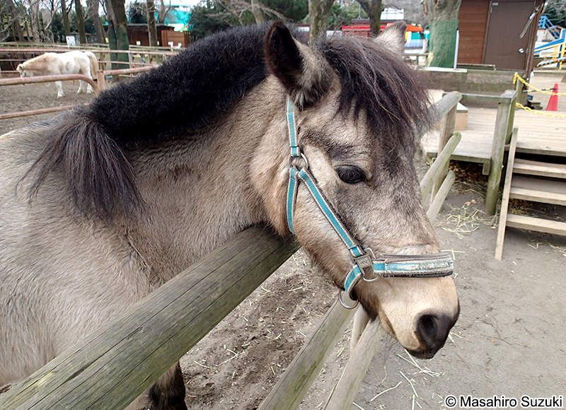 ポニー Pony