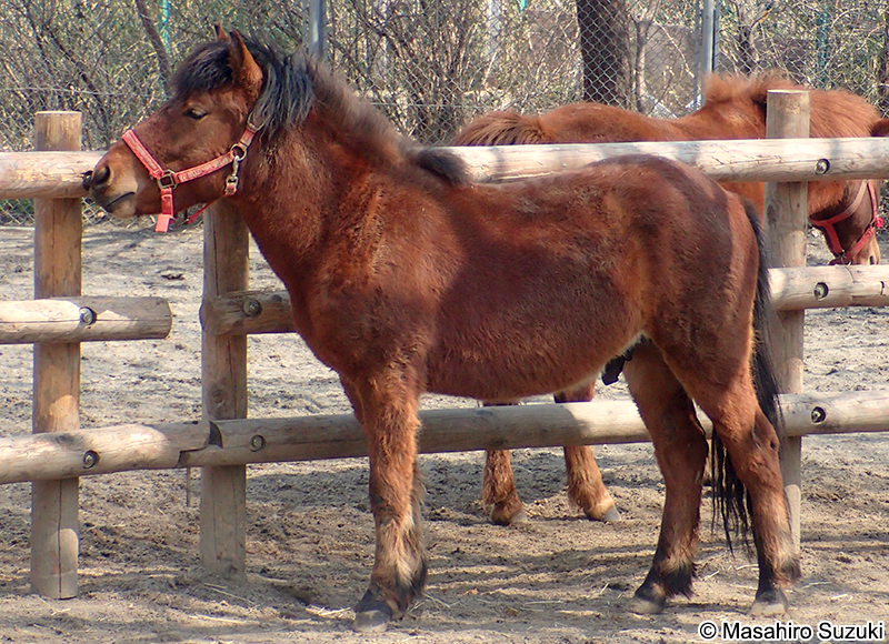 対州馬（タイシュウバ）