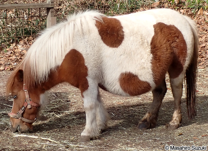ポニー Pony