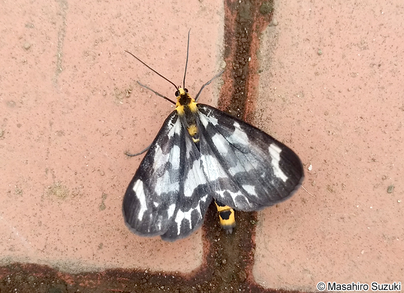 ウメエダシャク Cystidia couaggaria