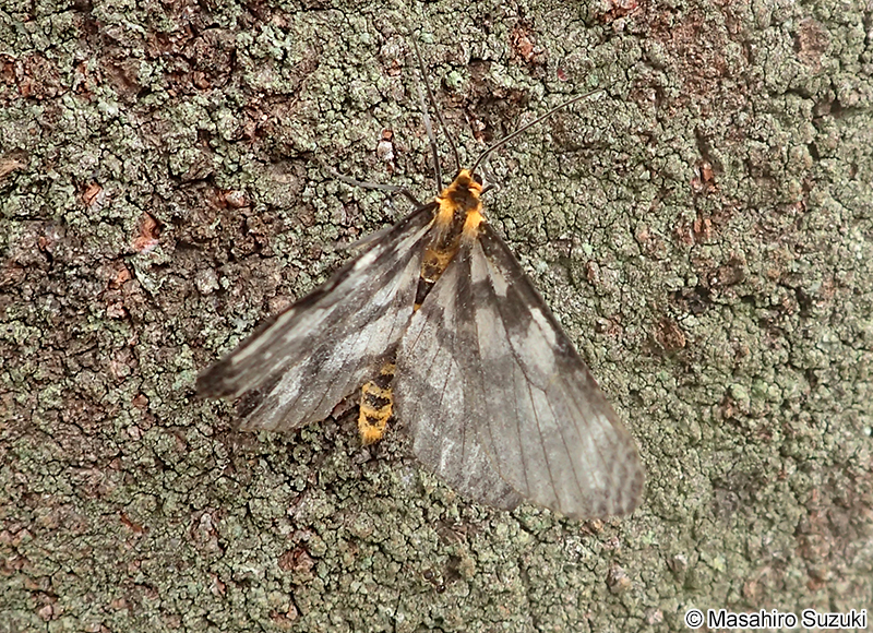 ウメエダシャク Cystidia couaggaria